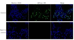 EdU Cell Proliferation Image Kit (Green Fluorescence)-100 T  